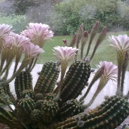 Blum 아파트 켈베르크