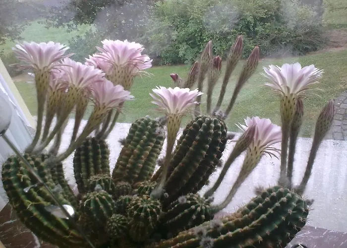 Blum דירה קלברג